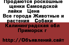 Продаются роскошные щенки Самоедской лайки › Цена ­ 40 000 - Все города Животные и растения » Собаки   . Калининградская обл.,Приморск г.